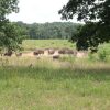 The Elk & Bison Prairie at Land Between the Lakes, Kentucky