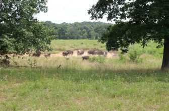 The Elk & Bison Prairie at Land Between the Lakes, Kentucky